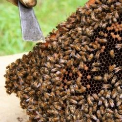 Aus dem Leben der Bienen