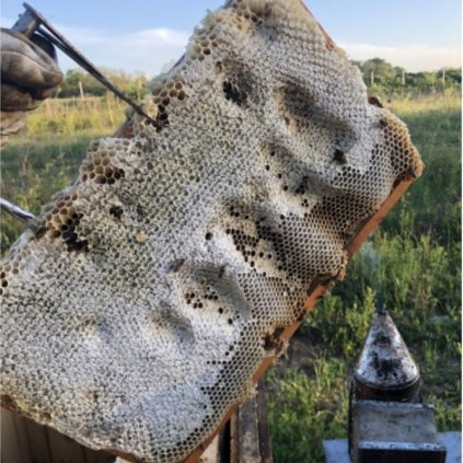 Medový plást v drevenom rámiku - kvetový med - Medáreň