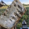 Medový plást v drevenom rámiku - agátový med - Medáreň
