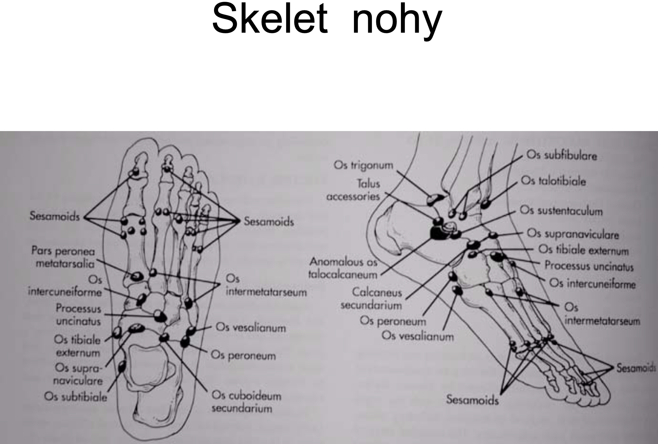 Noha z pohledu ortopeda