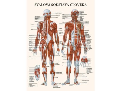 Svalová soustava člověka - plakát