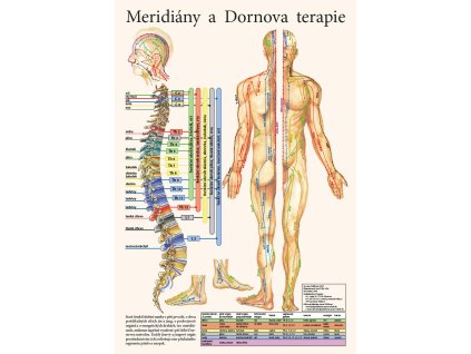 Meridiány a dornova terapie - plakát