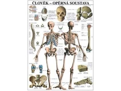Opěrná soustava - plakát