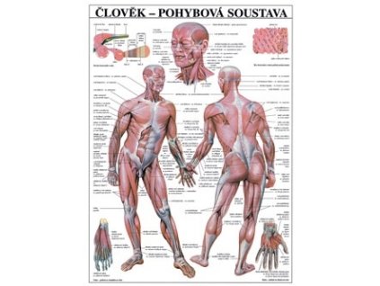 Pohybová soustava - plakát
