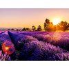 lavander