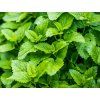 lemonbalm citromfuves