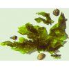 seaweed