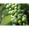 green coffee