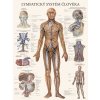Lymfatický systém člověka - plakát
