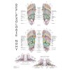 Reflexologie nohy - plakát