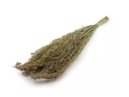 12583 saunova metlicka pelynek