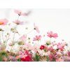 sea of flowers