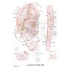 739 aurikuloterapie plakat