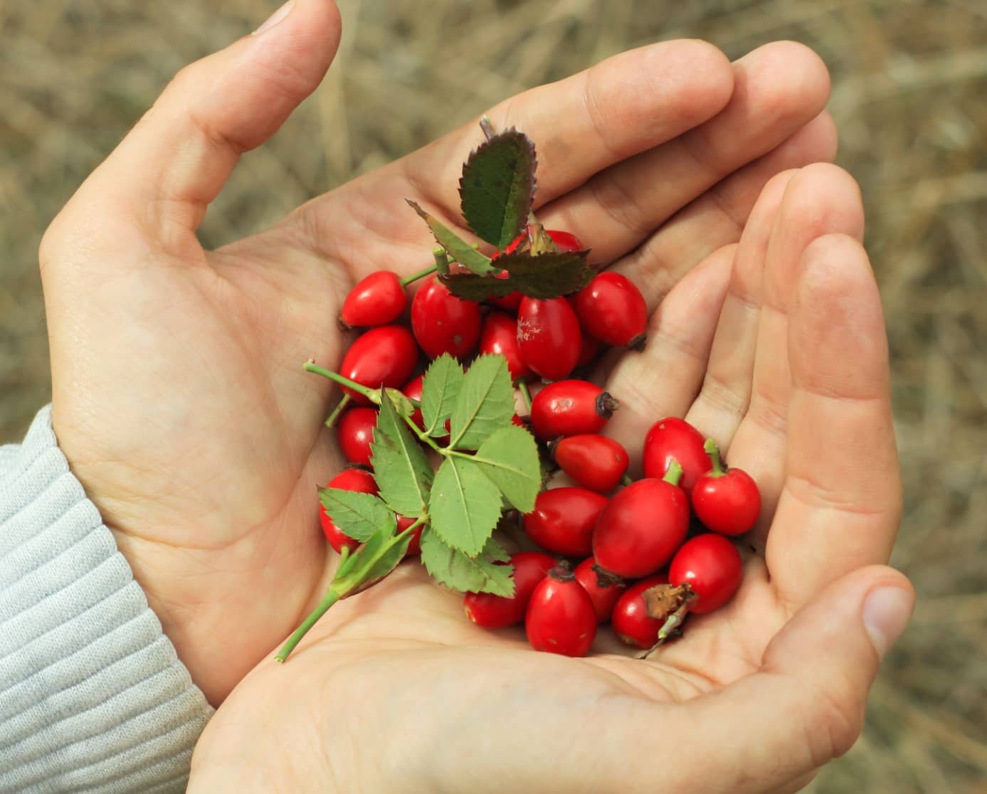 Šípky v čaji, keď treba doplniť vitamín C a železo