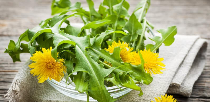 Pampeliška květina štěstí a symbol oddanosti