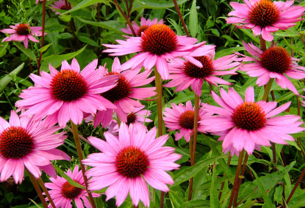 echinacea