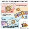Vitamín C liposom způsob prostupu