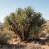yucca rostlina