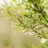 Tea tree s rosou min