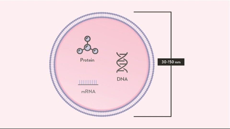 exosomes-definition-function-and-use-in-therapy-334117-960x540