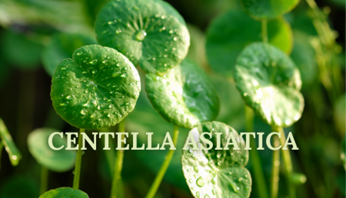 1_centella-asiatica
