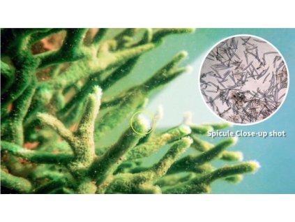 Spicule Peel Singapore e1630051134158