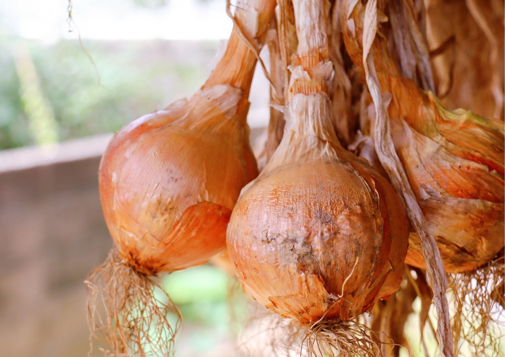 Cibule pro zdraví: Proti zánětům u dětí