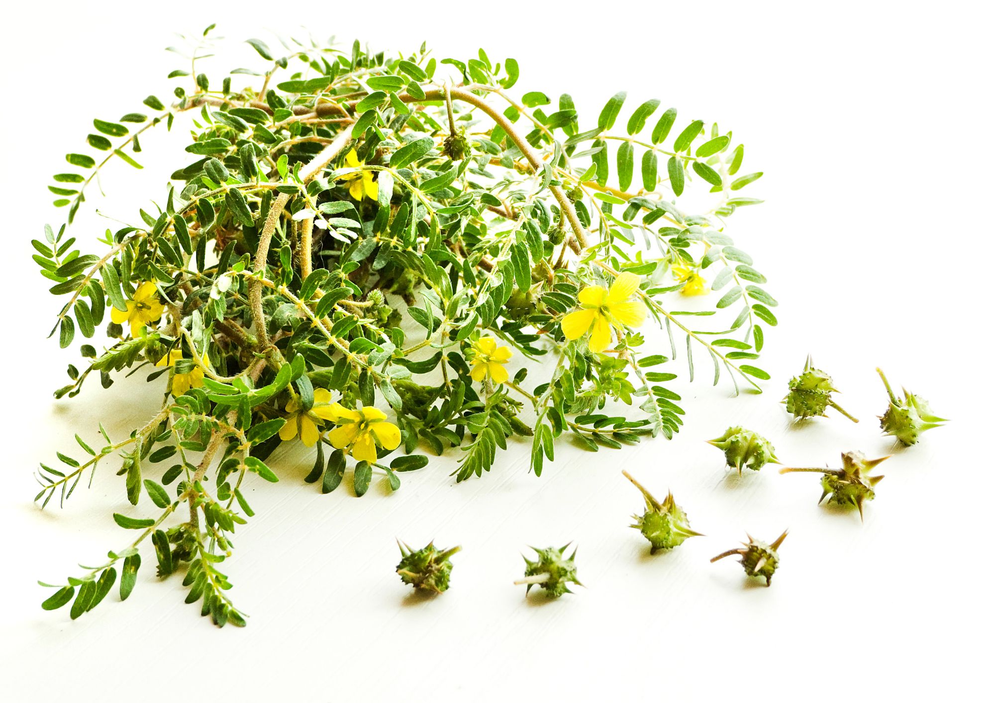 Tribulus terrestris – jak podporuje hormonální rovnováhu