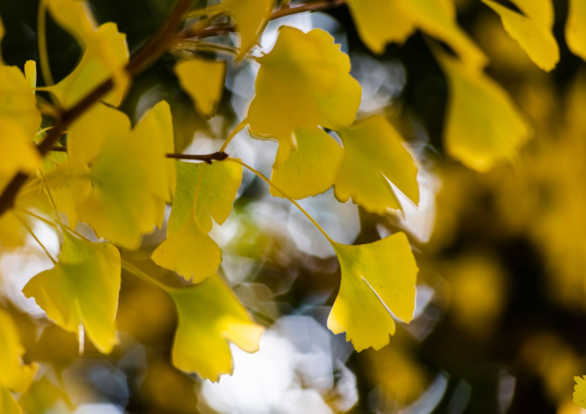 Ginkgo z procházek: Focus pro aktivity