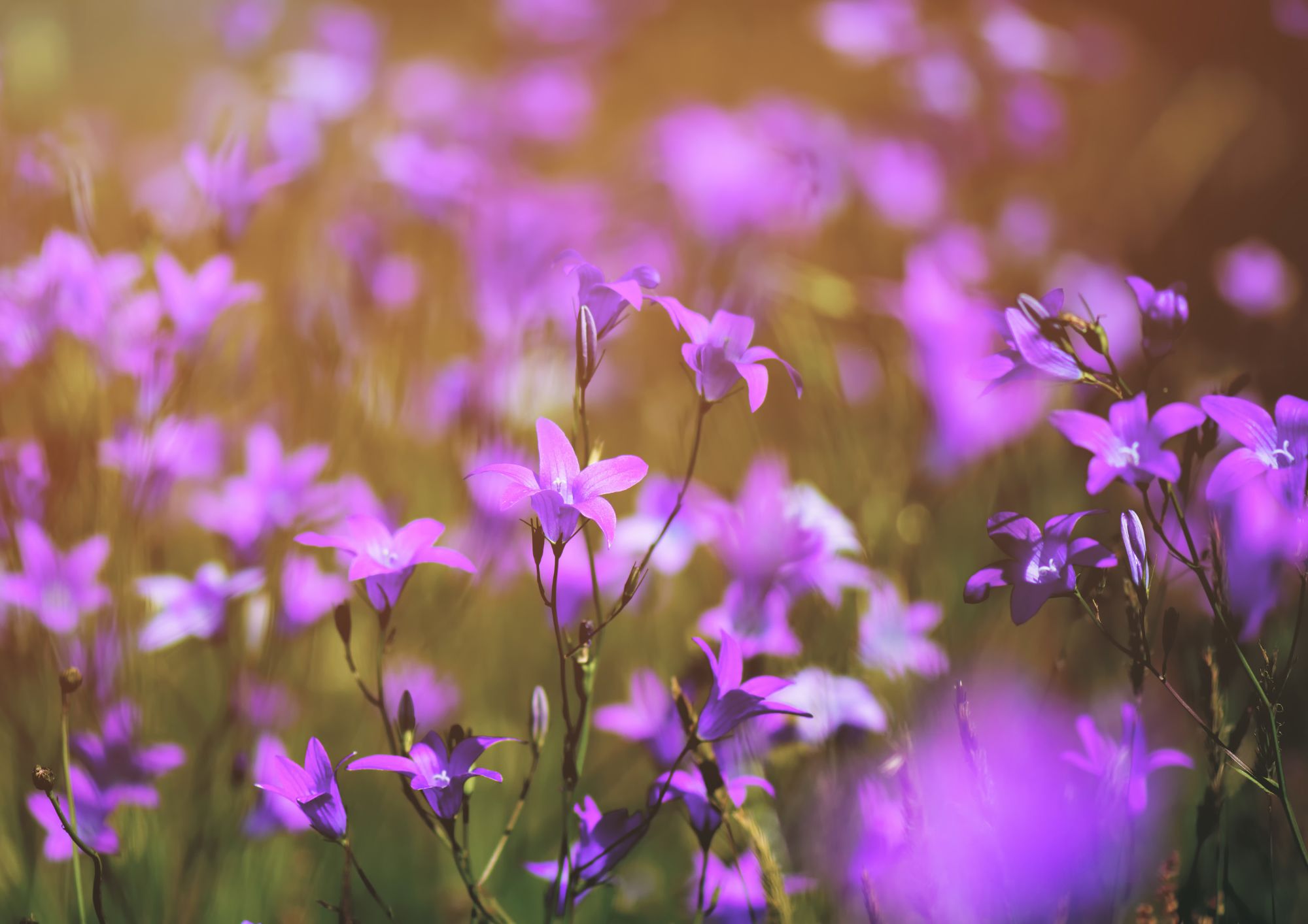 Emocionální stravování: Jak rozpoznat a změnit vztah jídlo-emoce