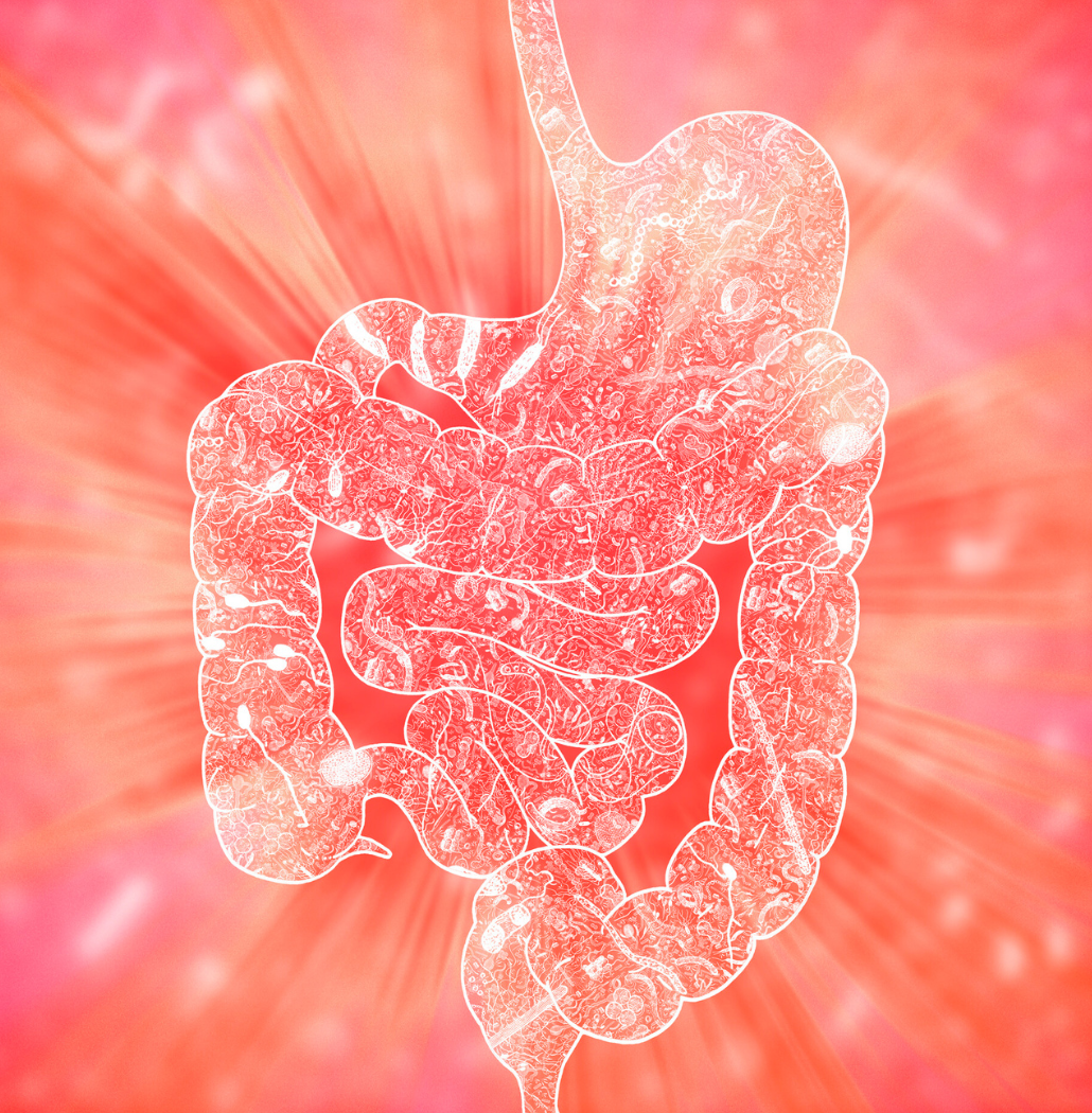 Mikrobiom a kyselina hyaluronová: Klíč k zdraví střevní sliznice