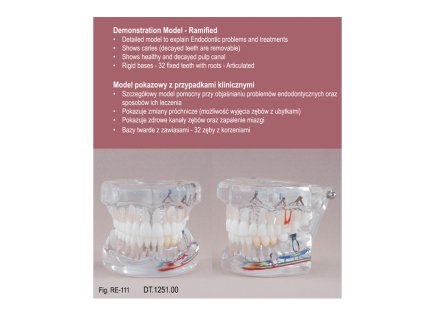 8777 Real Series Model endodontyczny z przypadkami klinicznymi przezroczysty wielkosc naturalna