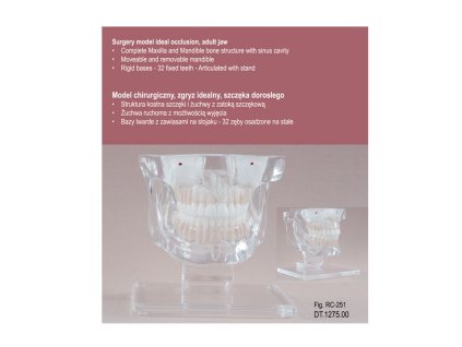 8778 Real Series Model chirurgiczny przezroczysty wielkosc naturalna
