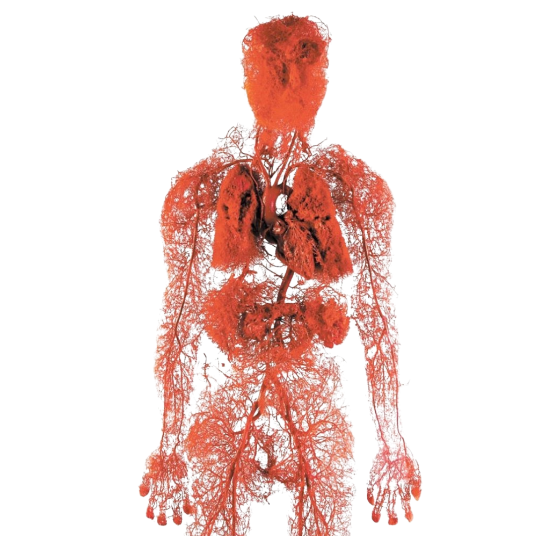 Fascinující fotografie lidského těla