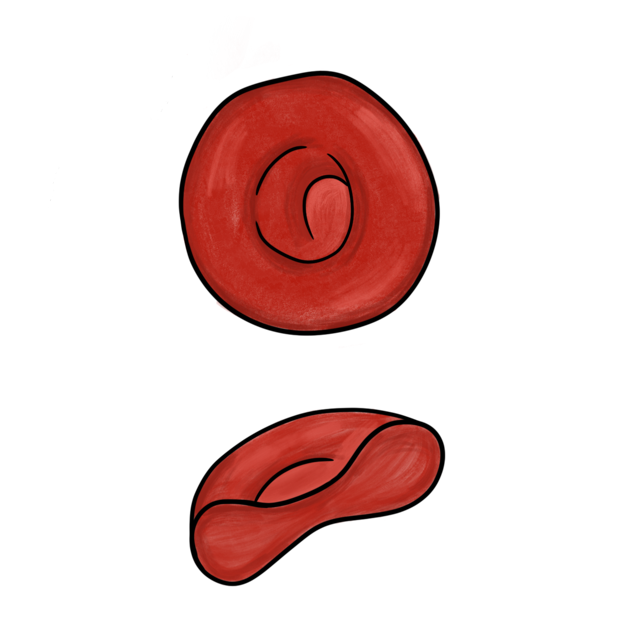 Erytrocyty žijí 120 dní