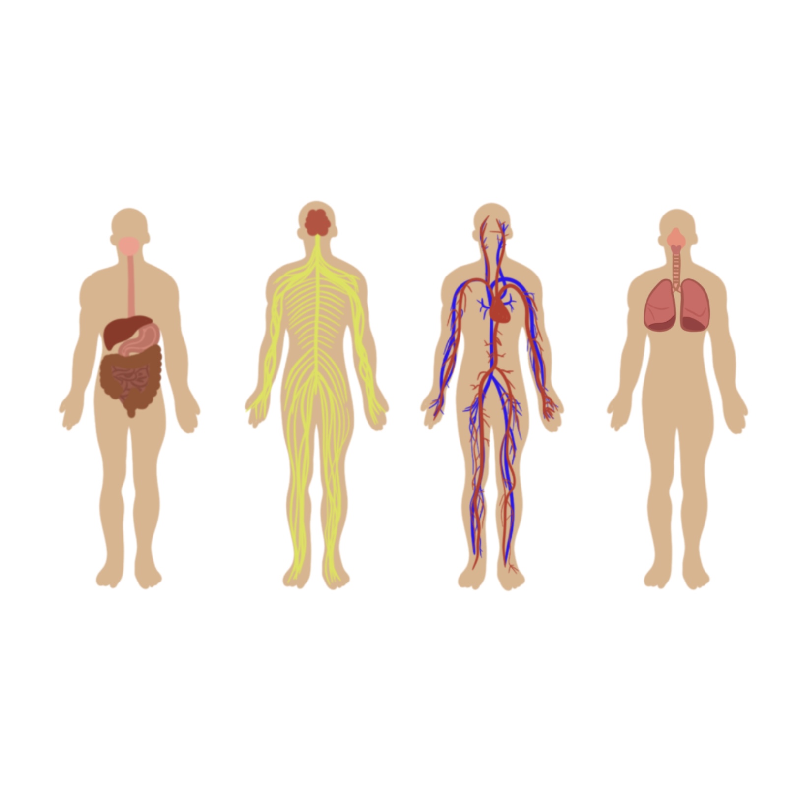 Mýty o lidském těle