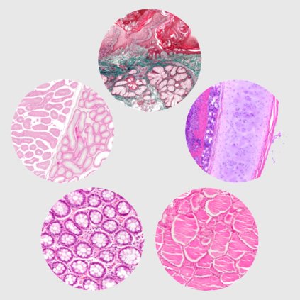 Histologické samolepky mikroskop