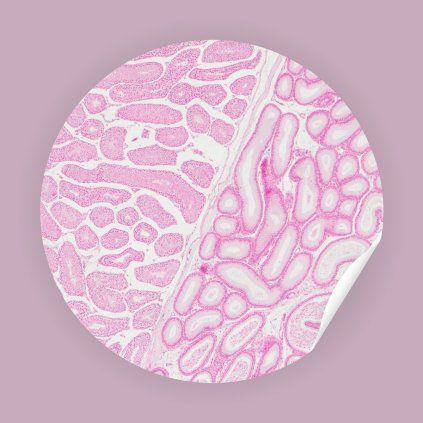 Sticker Testicle