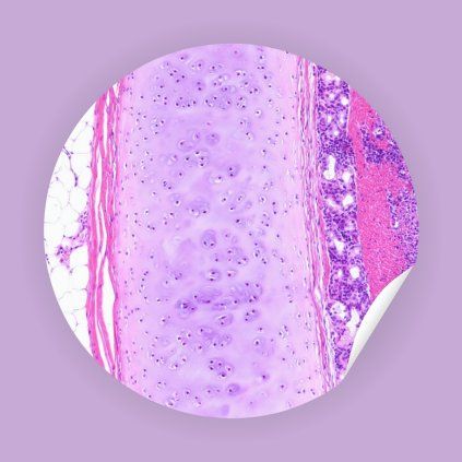 Sticker Cartilage