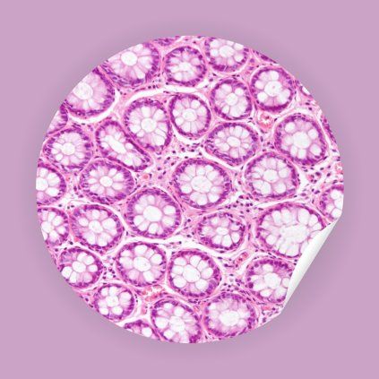 Sticker Large intestine
