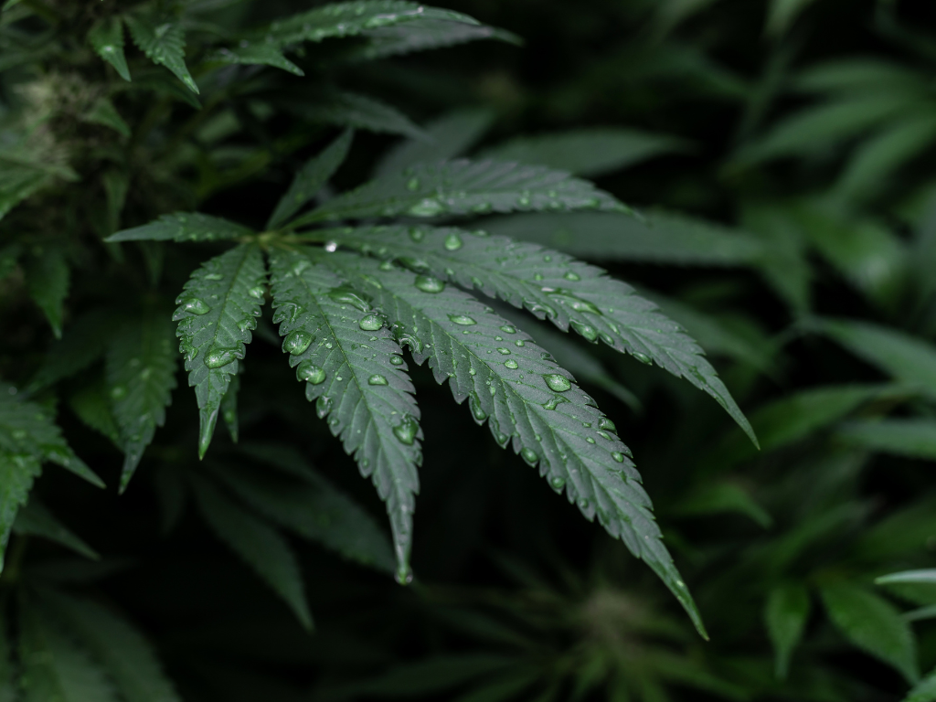 Jak vybrat kvalitní CBD kapky