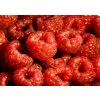 raspberry 173451 340