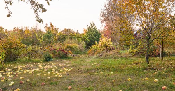 Podzimní práce na zahradě: jak snadno a rychle připravit zahradu na zimu