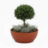 classic grand terracota 1