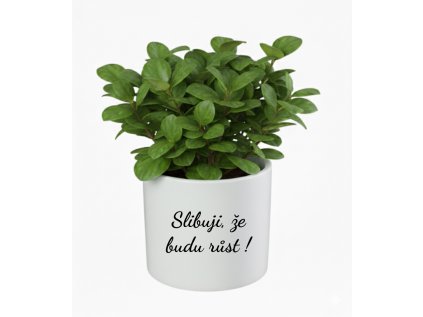 Slibuji, že budu rust