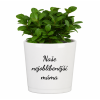 Naše nejoblibenejsi mama