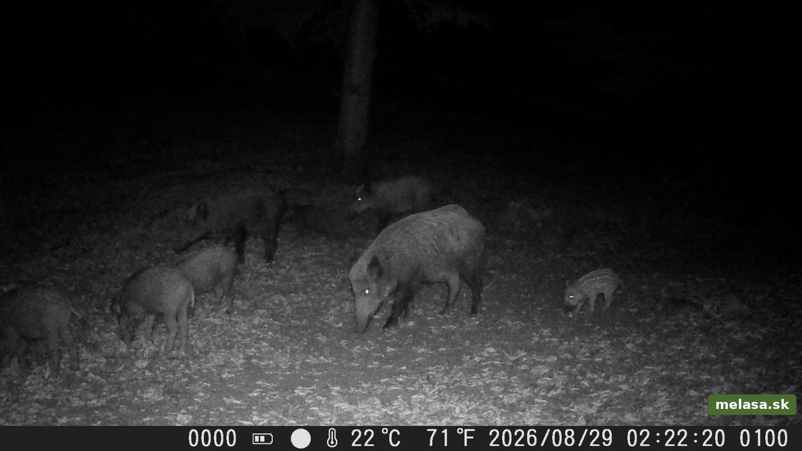 Diviačica s mláďatami na vnadisku, fotopasca 29. augusta 2026