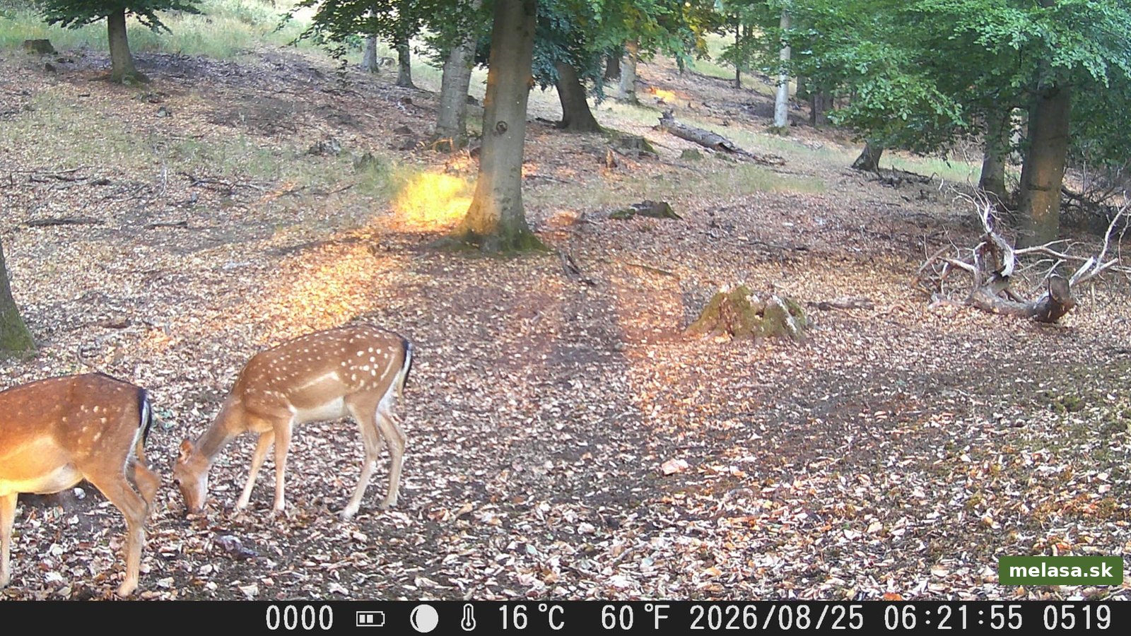 Danielica s mláďaťom pri vnadidle z Hunter Maltu, 25. augusta 2026 ráno