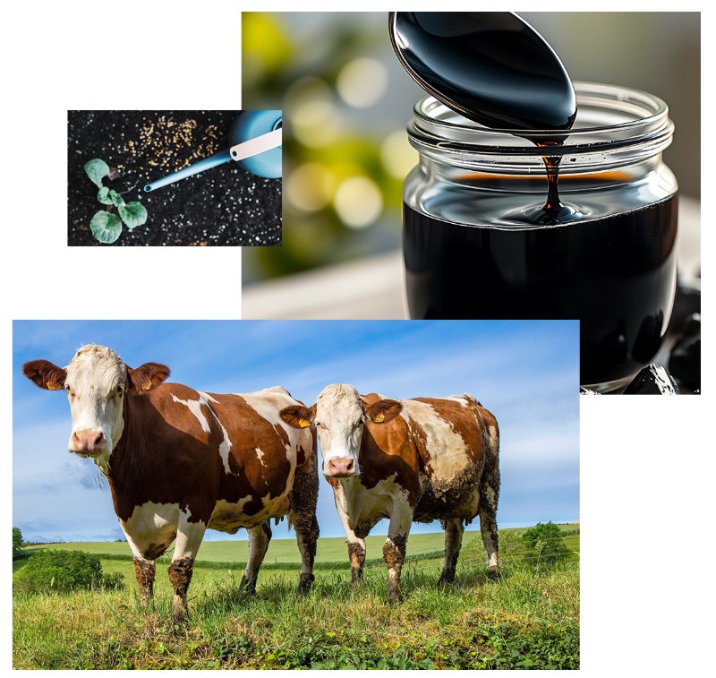 Prírodné produkty melasa.sk pre chovateľov a farmárov
