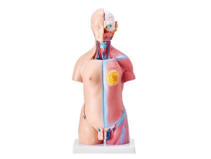 Anatomický model trupu, 23 dielov, 18 inch, s vyberateľnými orgánmi